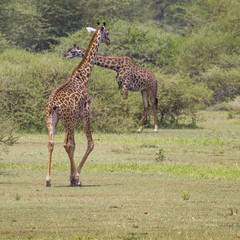 Naklejka na ściany i meble Giraffe on safari wild drive, Kenya.