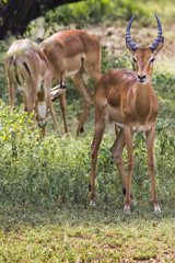 A herd of male impala, Aepyceros melampus, standing in the veget