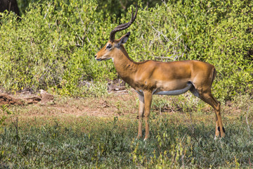 Naklejka na ściany i meble A herd of male impala, Aepyceros melampus, standing in the veget