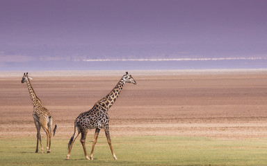 Obraz na płótnie Canvas Giraffes in Lake Manyara national park, Tanzania