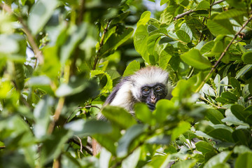Endangered Zanzibar red colobus monkey (Procolobus kirkii), Joza