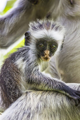 Obraz premium Endangered Zanzibar red colobus monkey (Procolobus kirkii), Joza