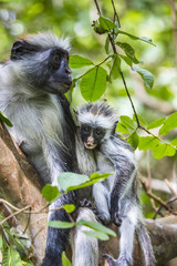 Endangered Zanzibar red colobus monkey (Procolobus kirkii), Joza
