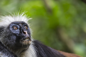 Fototapeta na wymiar Endangered Zanzibar red colobus monkey (Procolobus kirkii), Joza