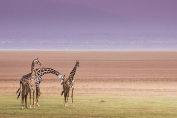 Fototapeta premium Giraffes in Lake Manyara national park, Tanzania