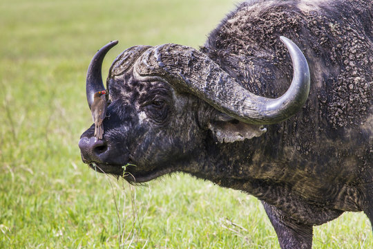 African buffalo (Syncerus caffer) on the grass.