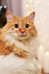 Lovable red cat on lights background