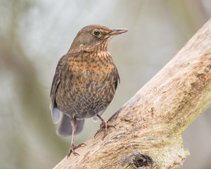 Blackbird