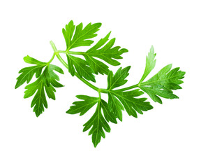 Fototapeta premium Parsley isolated on white background