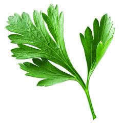 Parsley isolated on white background