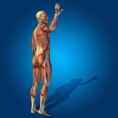 Fototapeta na wymiar Conceptual 3D human man health anatomy