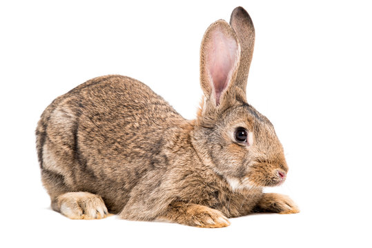 Portrait of a brown rabbit