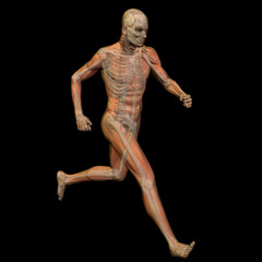 Fototapeta na wymiar 3D human male anatomy isolated
