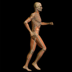 3D human male anatomy isolated