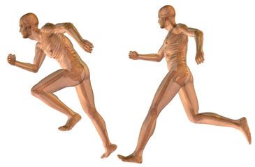 3D human man anatomy isolated