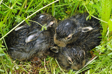 Newborn baby rabbits in the grass