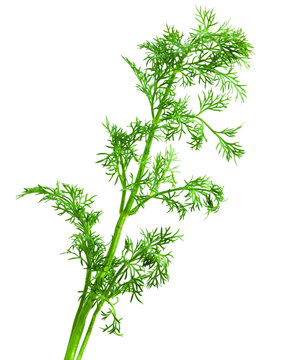 Dill isolated on white background