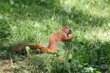 squirrel eating a nut