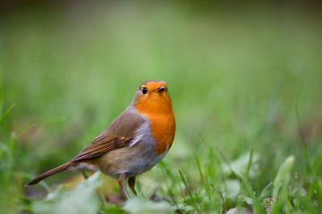 red robin