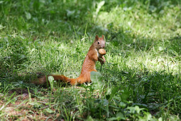 squirrel eating a nut