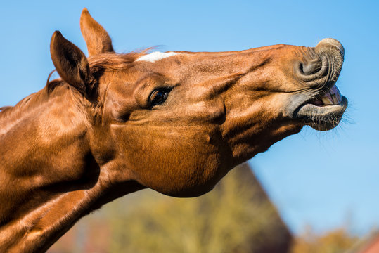 Lachendes Pferd