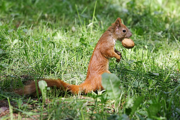 squirrel eating a nut