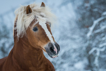 Pferd im Schnee © TOMsPiC