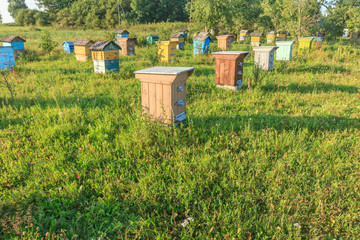 Summer bee-garden with several hives