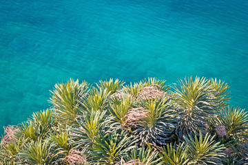 Pine tree branches with turquoise sea background