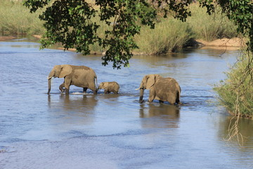Elefantenfamilie durchquert Fluß Krüger Nationalpark Südafrika