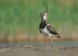 Northern Lapwing