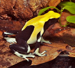 Naklejka premium yellow poison dart frog