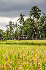Green rice terraces - Bali, Indonesia