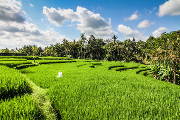 Wide green rice terraces - Bali, Indonesia
