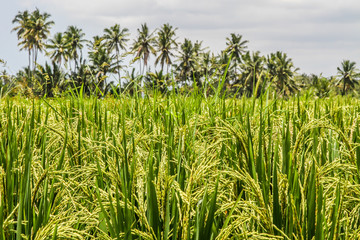 Deatil of green rice terraces - Bali, Indonesia