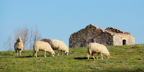 Pecore al pascolo