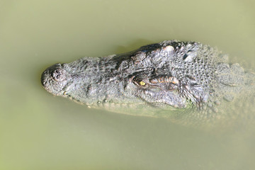 Crocodile peeking out of the water.