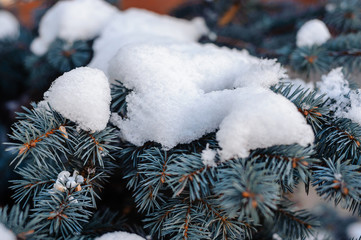 snow on blue spruce
