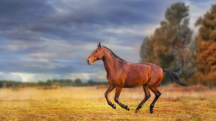 The  Karachain horse running on golden forest background