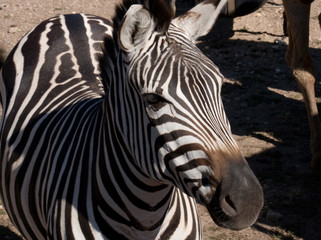 Fototapeta premium Zebra
