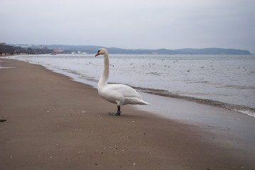 Swan on the beach, Sopot © DawidDobosz
