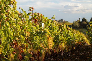 vignoble bordelais à l'automne