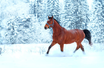 Bay horse running in the snow - 77082748