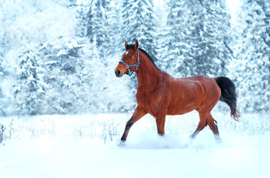Bay horse running in the snow