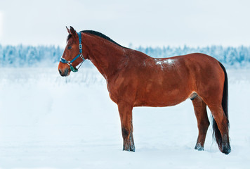 Bay horse standing in the snow