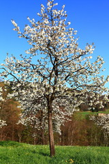 Kirschbaumblüte in Vorarlberg