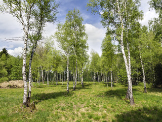 Obraz premium Birch Forest