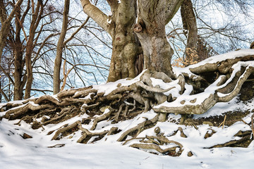 big with roots in winter with snow