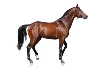 Foto auf Acrylglas Schönes braunes Pferd lokalisiert auf weißem Hintergrund © callipso88