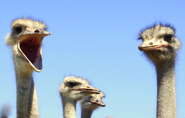 Struisvogelboerderij in Zuid-Afrika